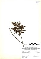 藏品(深山粉背蕨)的圖片